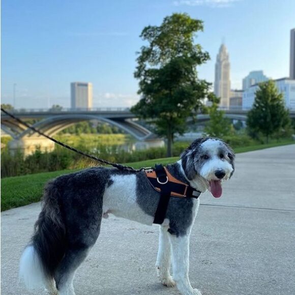 ShawnCo Essential Dog Harness, No-Pull, No Choke, Reflective, Adjustable Medium - Picture 2 of 8